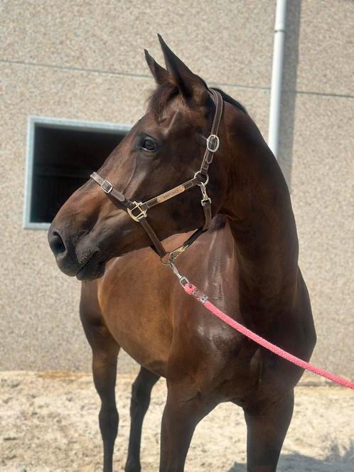 Knappe 7 jarige merrie, Dieren en Toebehoren, Paarden, Merrie