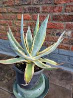 Rabarber plant en pot. 5€, Enlèvement