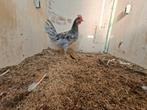 Blauwe silver udds haan, Dieren en Toebehoren, Pluimvee