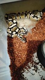 Ball python 1.0 dessert ghost, Animaux & Accessoires, Reptiles & Amphibiens, Serpent, Domestique, 3 à 6 ans
