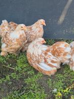 Cochin hennetje te koop, Dieren en Toebehoren, Pluimvee