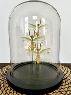 Prachtige set van 3 hiërodula-mantels onder een glazen bol, Nieuw, Opgezet dier, Ophalen of Verzenden, Insect