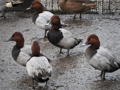 Eenden siereenden, Animaux & Accessoires, Volatiles, Canard, Plusieurs animaux