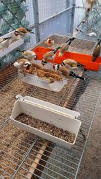 Distelvink, Dieren en Toebehoren