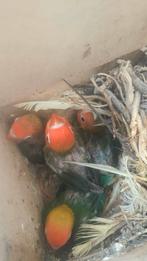 Agapornissen, Dieren en Toebehoren, Geslacht onbekend, Dwergpapegaai of Agapornis