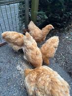 4 Orpington hennen.4 maanden oud .., Dieren en Toebehoren, Pluimvee, Vrouwelijk, Kip