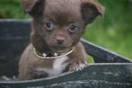 Chihuahua pups, Dieren en Toebehoren, Honden | Chihuahua's en Gezelschapshonden, 15 weken tot 1 jaar, Buitenland, CDV (hondenziekte)