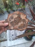 Bois petriffie, Collections, Minéraux & Fossiles, Enlèvement ou Envoi