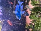 Cyrtocara moorii dolfijn chichliden  koppel, Dieren en Toebehoren, Vissen | Aquariumvissen