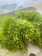 Aquariumplant drijfmos Java mos, Ophalen, Plant(en), Steen of Hout