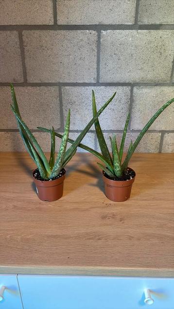 Aloe Vera 2 stks beschikbaar voor biedingen