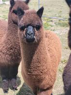 Alpaca merrie, Dieren en Toebehoren, Vrouwelijk