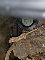 gecko a crête lw bébé, Dieren en Toebehoren, Reptielen en Amfibieën, 0 tot 2 jaar, Hagedis