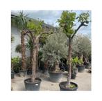 ‼️prachtige oude druivelaars ‼️, Ophalen