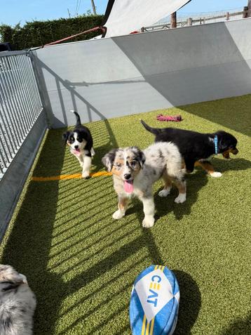 Mooie Australische herder pups beschikbaar voor biedingen