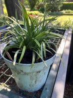 Agapanthus blauw/1 jaar, Tuin en Terras, Planten | Tuinplanten, Volle zon, Vaste plant, Zomer, Ophalen
