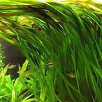 Vallisneria gigantea groene lange aquariumplanten, Dieren en Toebehoren