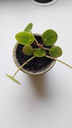 Plante d'intérieure Pilea, différentes tailles 2-10 cm, Huis en Inrichting, Ophalen