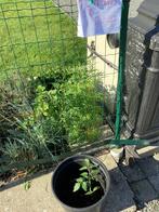 tomaten plznten bio, Tuin en Terras, Planten | Tuinplanten, Ophalen
