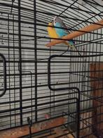 Koppel grasparkiet, Parkiet