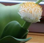 vetplant poederkwast/Haemanthus albiflos, Ophalen, Vetplant