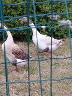 Ganzen, Animaux & Accessoires, Oiseaux | Pigeons