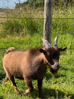 Bokjes te koop, Dieren en Toebehoren, Schapen, Geiten en Varkens