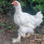 Brahma TT kwaliteit, Dieren en Toebehoren, Pluimvee, Mannelijk, Kip