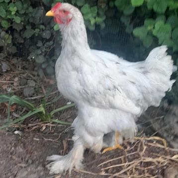 Qualité Brahma TT, Mâle, Poule ou poulet