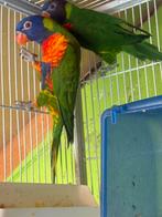 Couple de Loriquet, Dieren en Toebehoren, Vogels | Parkieten en Papegaaien, Meerdere dieren, Dwergpapegaai of Agapornis, Geringd