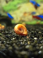 Escargot aquarium