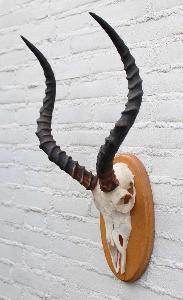 Schedel IMPALA ANTILOPE op houten schild - ref. A (gewei), Collections, Collections Animaux, Utilisé, Crâne, Animal sauvage, Enlèvement ou Envoi