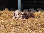 Border collie, Dieren en Toebehoren, Honden | Herdershonden en Veedrijvers, België, 8 tot 15 weken, CDV (hondenziekte), Collie