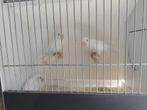 Albino personatas, Dieren en Toebehoren, Vogels | Parkieten en Papegaaien, Geslacht onbekend, Dwergpapegaai of Agapornis, Geringd