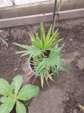 Trachycarpus wagnerianus x princeps beschikbaar voor biedingen
