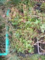 Hedera of klimop, Ophalen, Overige soorten, Struik