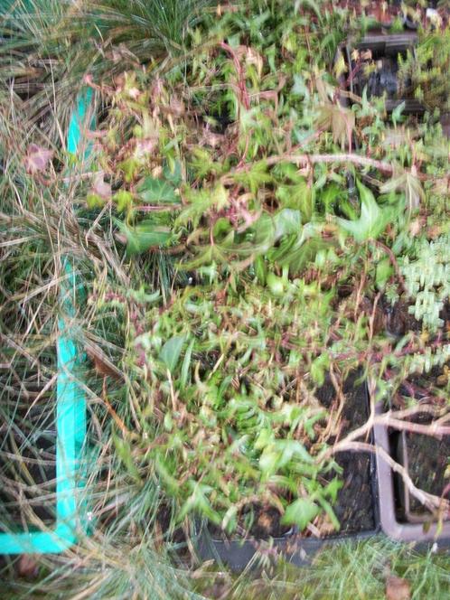 Hedera of klimop, Tuin en Terras, Planten | Struiken en Hagen, Struik, Overige soorten, Ophalen