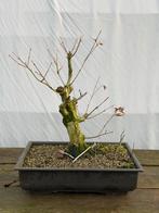 Acer palmatum pre, Tuin en Terras, Ophalen of Verzenden