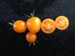 5 graines d'Orange de Goeijenbier, Jardin & Terrasse, Graine, Printemps, Envoi