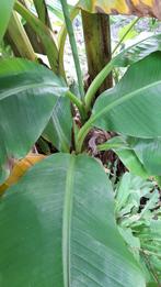 Bananenboom, Tuin en Terras, Volle zon, Vaste plant, Bloeit niet, Ophalen