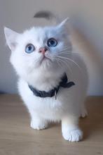 Britse korthaar kitten, Dieren en Toebehoren, Poes, Gechipt, 0 tot 2 jaar