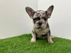 Franse Buldog pups, België, 8 tot 15 weken, CDV (hondenziekte), Bulldog