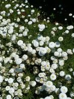 Chamaemelum nobile, Tuin en Terras, Planten | Tuinplanten, Ophalen