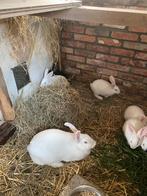 Wit van Dendermonde, Dieren en Toebehoren, Konijnen