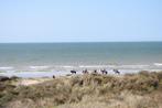 Studio te huur in De Panne, groot terras, frontaal zeezicht, Vakantie, Vakantiehuizen | België, Appartement