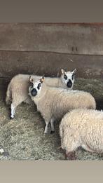 2 drachtige Kerry-hills, Dieren en Toebehoren, Schapen, Geiten en Varkens