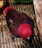 Edel papegaai, Femelle, Perroquet, Domestique