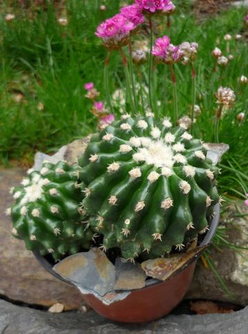cactus - Echinocactus grusonii var. brevispinus beschikbaar voor biedingen