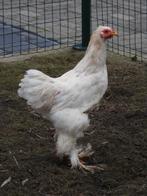 Te koop: 4 prachtige brahma hanen in diverse kleuren, Dieren en Toebehoren, Pluimvee, Mannelijk, Kip