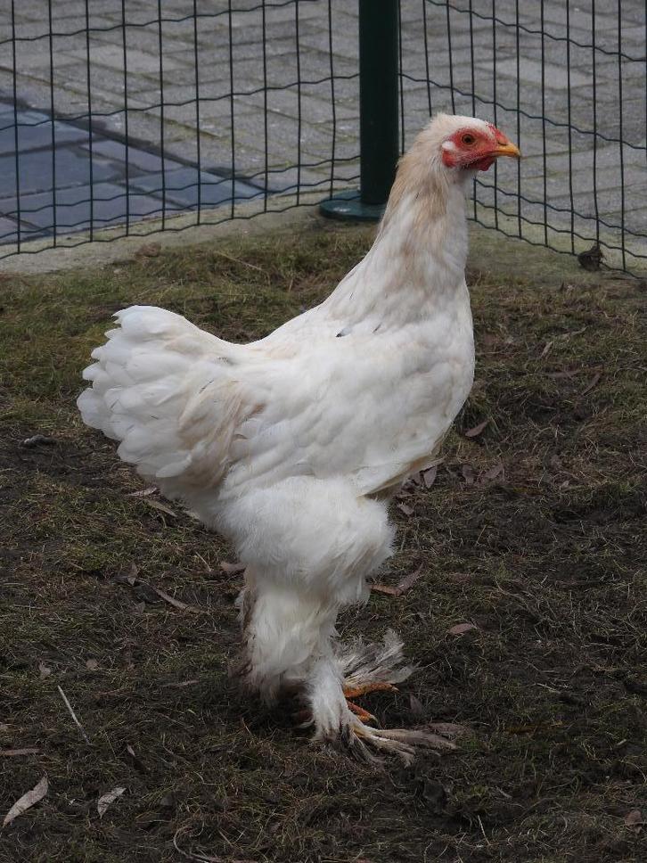 Te koop: 4 prachtige brahma hanen in diverse kleuren, Dieren en Toebehoren, Pluimvee, Kip, Mannelijk